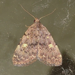 Idia aemula