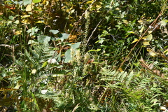 Aconitum barbatum