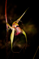 Caladenia