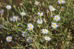Brachyscome ciliaris
