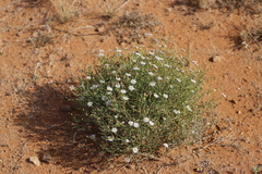 Brachyscome ciliaris