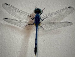 Diplacodes trivialis