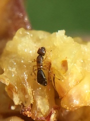 Pseudidarnes minerva