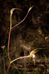 Caladenia