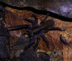 Lycosoidea