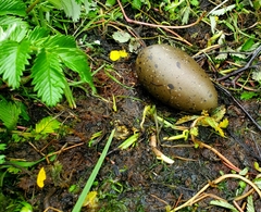 Gavia stellata