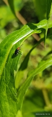 Coleoptera