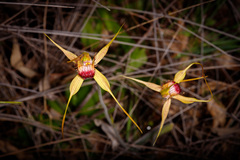 Caladenia pectinata