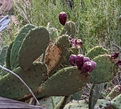 Opuntia