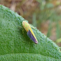 Graphocephala versuta