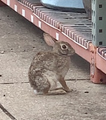 Sylvilagus floridanus