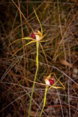 Caladenia pectinata
