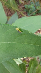 Graphocephala versuta