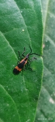 Cantharidae