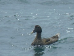 Somateria mollissima