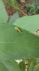 Graphocephala versuta