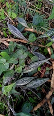 Chthamalia tehuacana