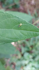 Graphocephala versuta