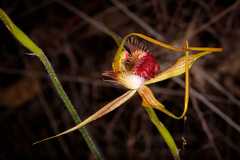 Caladenia pectinata