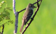 Empidonax traillii