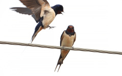 Hirundo rustica