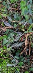 Chthamalia tehuacana