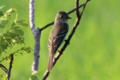 Empidonax traillii