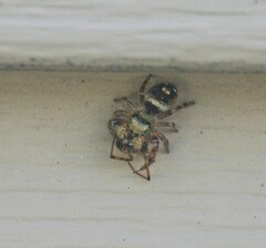 Phidippus audax