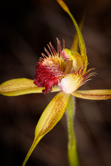 Caladenia pectinata