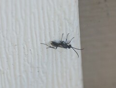 Sphecidae