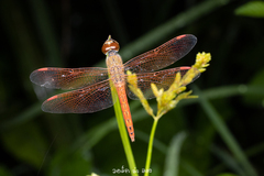 Brachythemis contaminata