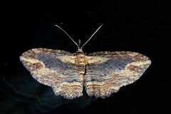 Chloroclystis filata