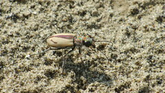 Cicindela limbata nympha