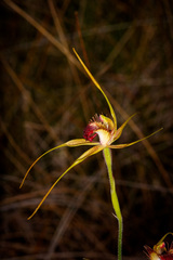 Caladenia pectinata