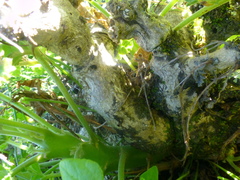 Pelargonium carnosum carnosum