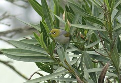 Zosterops lateralis