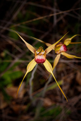 Caladenia pectinata