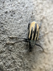 Diaprepes abbreviatus