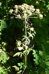 Pleurospermum uralense