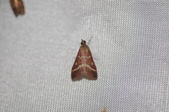 Pyrausta volupialis