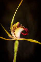 Caladenia pectinata