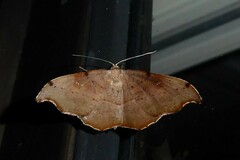 Sarisa muriferata