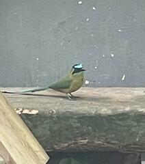 Momotus subrufescens