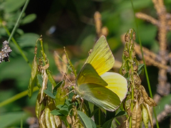 Colias christina