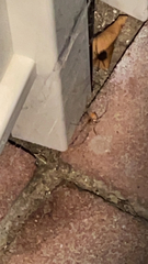 Latrodectus geometricus