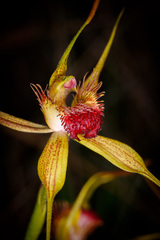 Caladenia pectinata