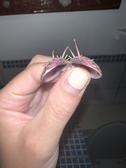 Hysteroconcha