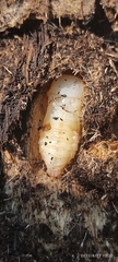 Coleoptera