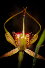 Caladenia pectinata