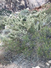 Cylindropuntia acanthocarpa